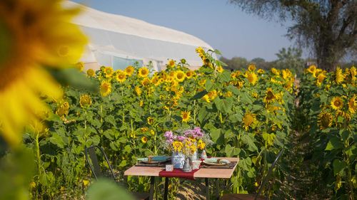 How New-Age Indian Farmers Are Serving Organic Farm-To-Table Experiences
